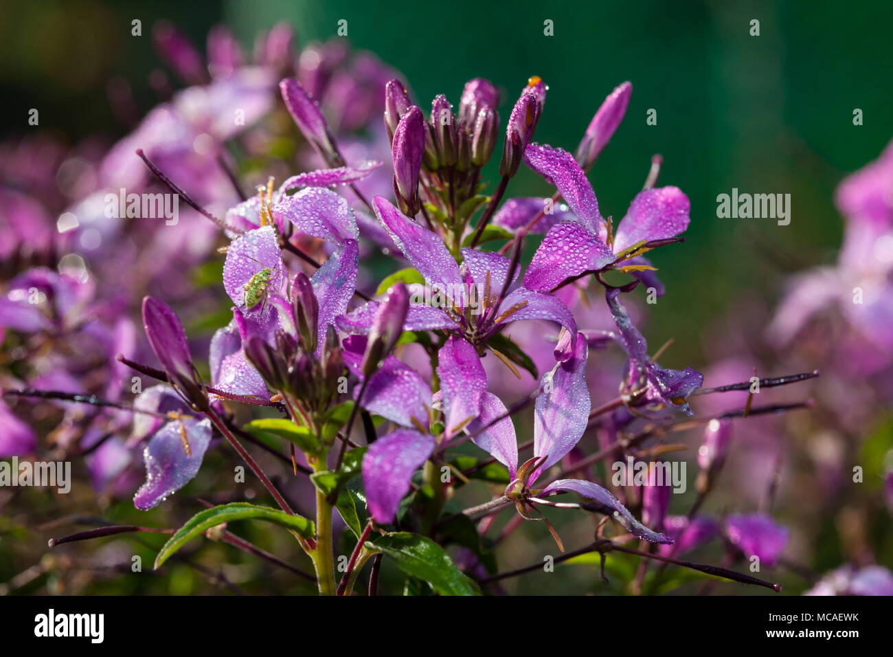 'Senorita Rosalita" Spider fiore, Paradisblomster Cleome (ibrido). Foto Stock