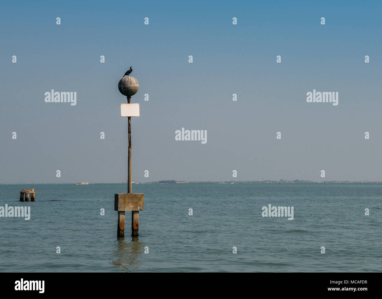 Brown Pelican, Pelecanus occidentalis, sulla laguna di Venezia Foto Stock