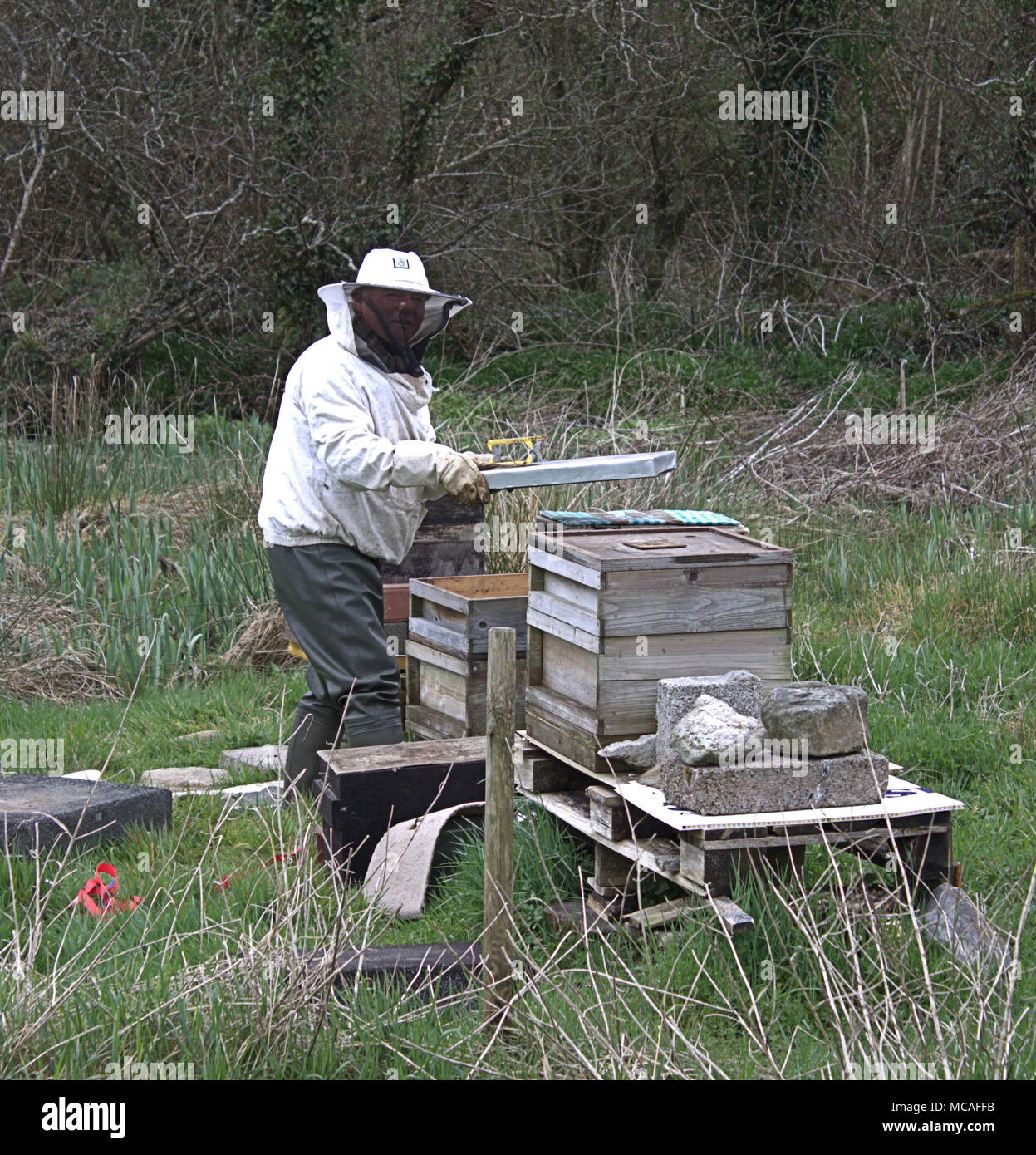 Apiarist, bee keeper verificando lo stato dei favi in un alveare all'inizio della primavera. Foto Stock