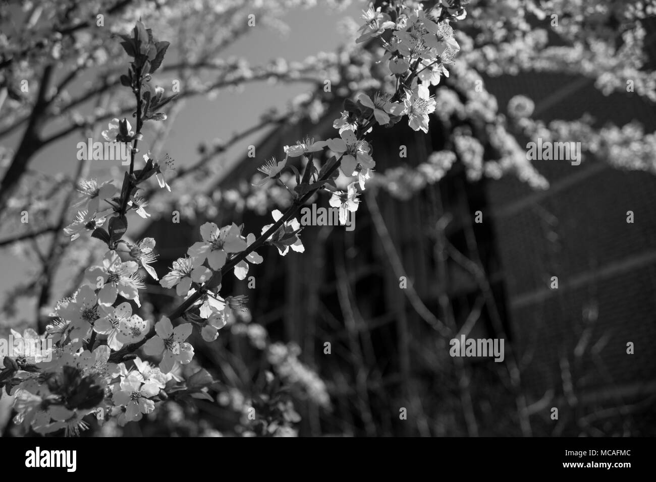 Close up di albero fiore con sfondo sfocato. Foto Stock