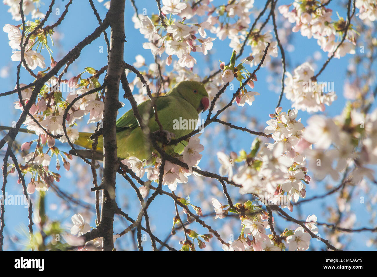 Un verde parrocchetto in St James Park, alimentazione sulla molla blossom Foto Stock