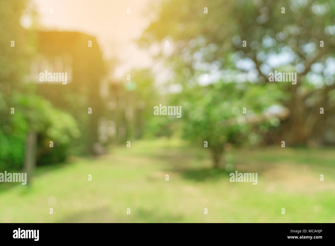 Bokeh sfocati e la sfocatura sullo sfondo di un giardino di alberi nella luce solare. Foto Stock