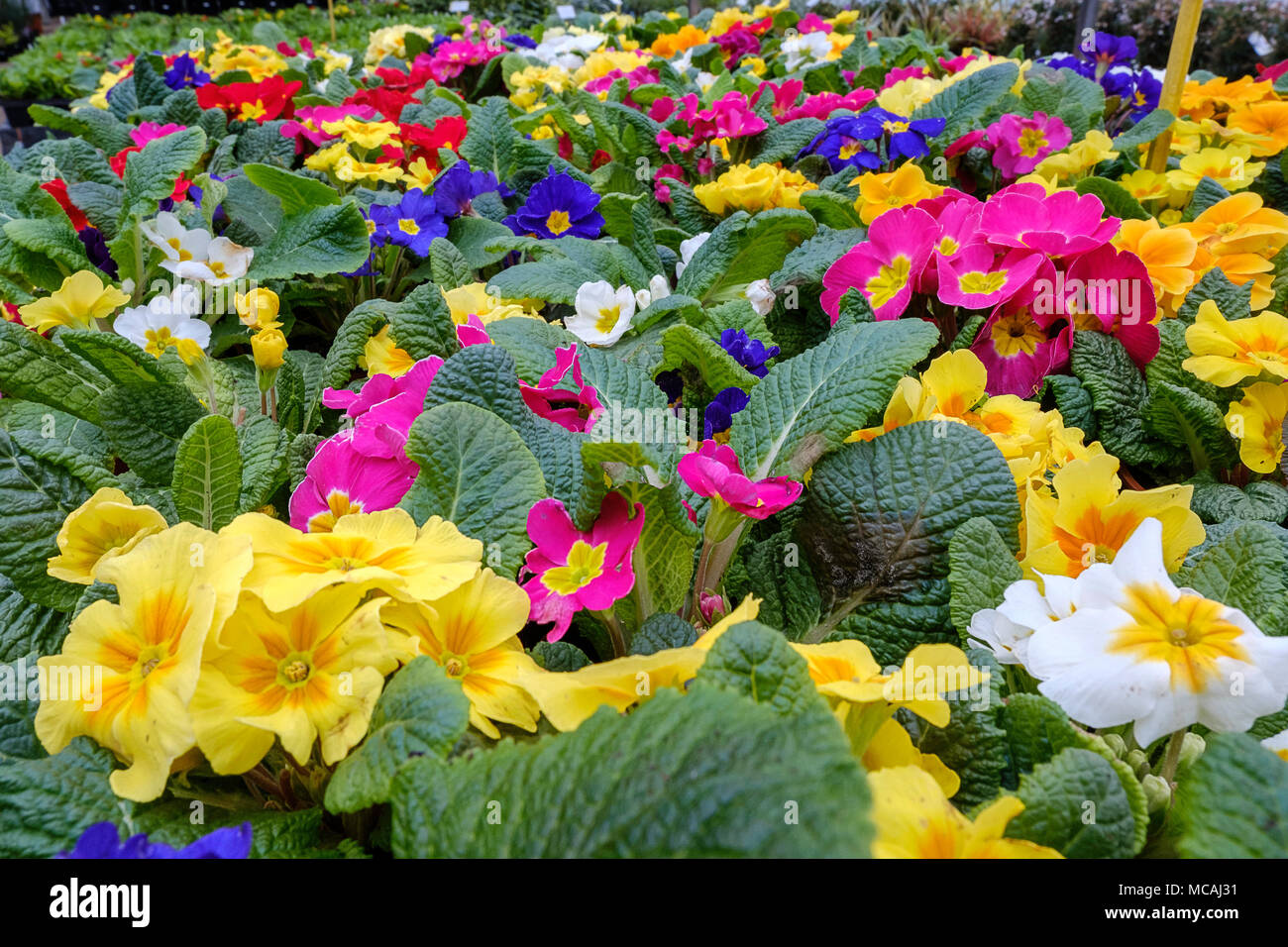 PRIMULARS nel Garden Centre Regno Unito Foto Stock