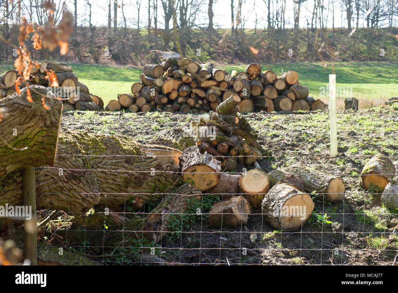 Sminuzzate i registri in un campo Foto Stock