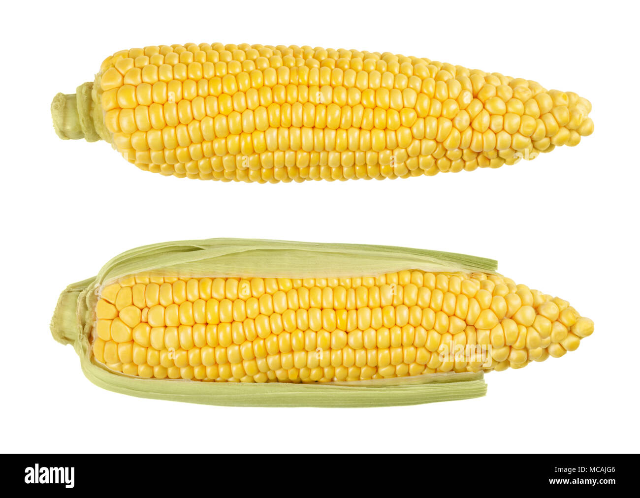 Due riso semigreggio le pannocchie di granturco dolce, anche lo zucchero di mais. Fresche e vegetali con elevato contenuto di zucchero. Raccolte immature, in fase di latte. Zea mays. Foto di cibo. Foto Stock