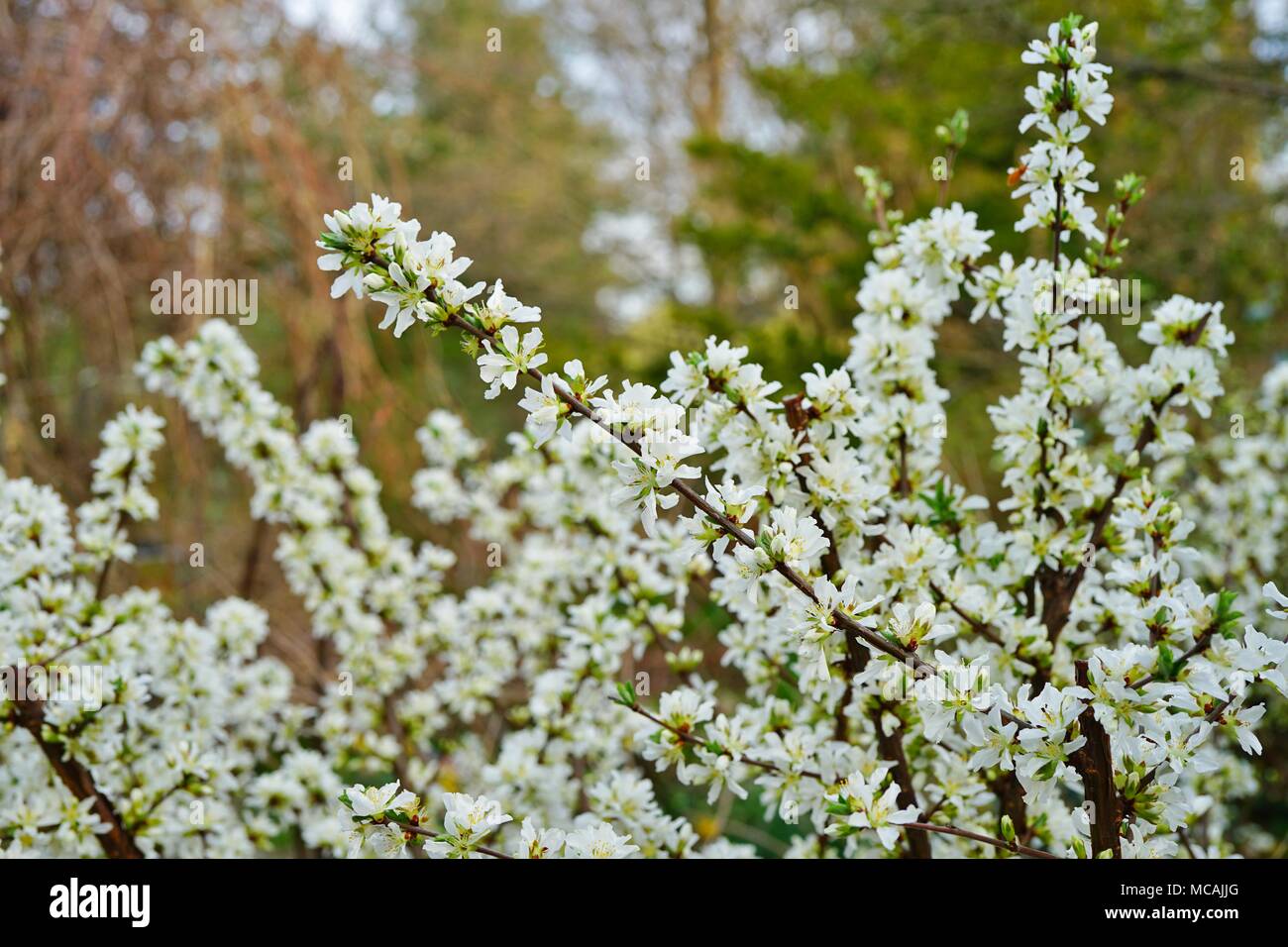 Fiori bianchi di Bush Ciliegio (Prunus japonica) Foto Stock