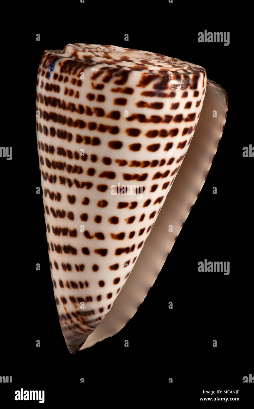 Conchiglia di letterati cono (Conus litteratus), collezione malacologica, Spagna, Europa Foto Stock