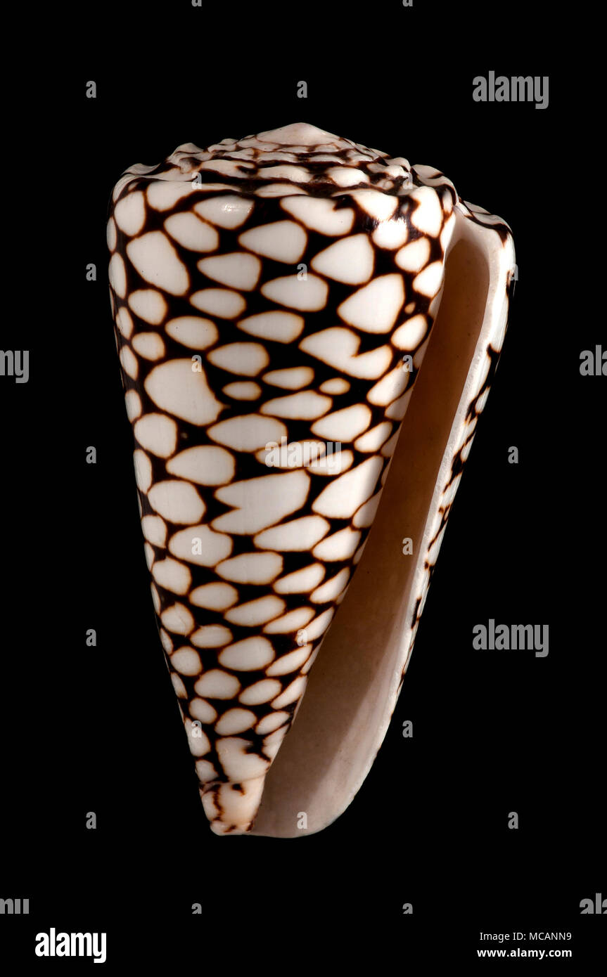 Seashell del cono di marmo (Conus marmoreus), collezione malacologica, Spagna, Europa Foto Stock