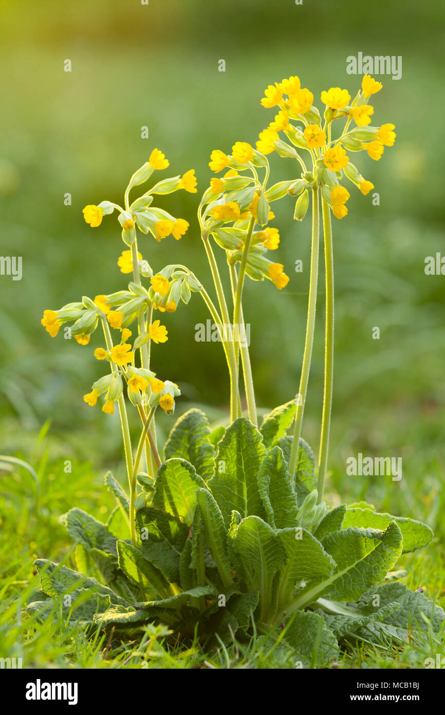 Saxby, UK 14 aprile 2018 primi segni di primavera. Cowslip comune (Primula veris) in Brightwater giardini, Saxby, Lincolnshire, Regno Unito. Il 14 aprile 2018. Credito: LEE BEEL/Alamy Live News Foto Stock