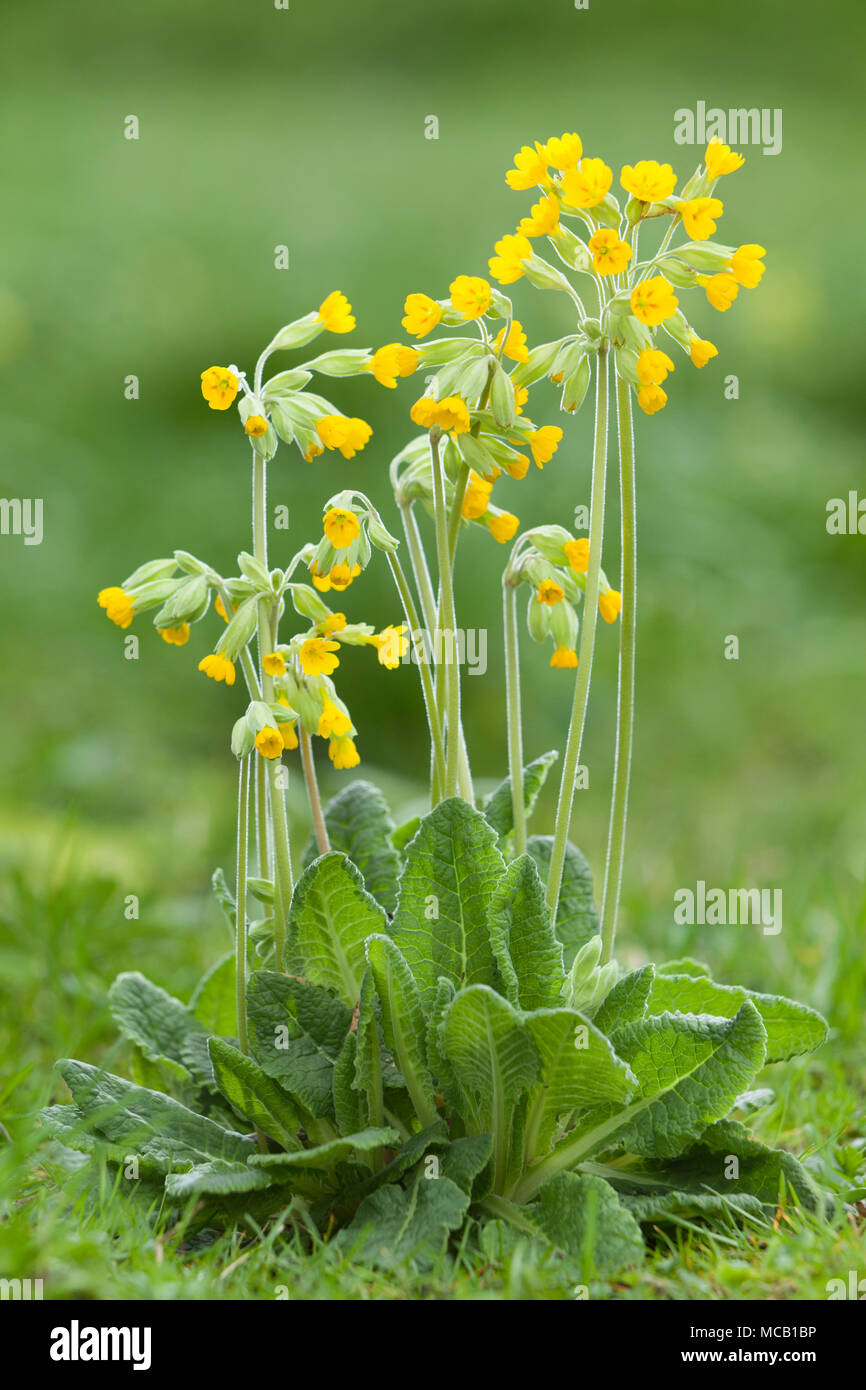Saxby, UK 14 aprile 2018 primi segni di primavera. Cowslip comune (Primula veris) in Brightwater giardini, Saxby, Lincolnshire, Regno Unito. Il 14 aprile 2018. Credito: LEE BEEL/Alamy Live News Foto Stock