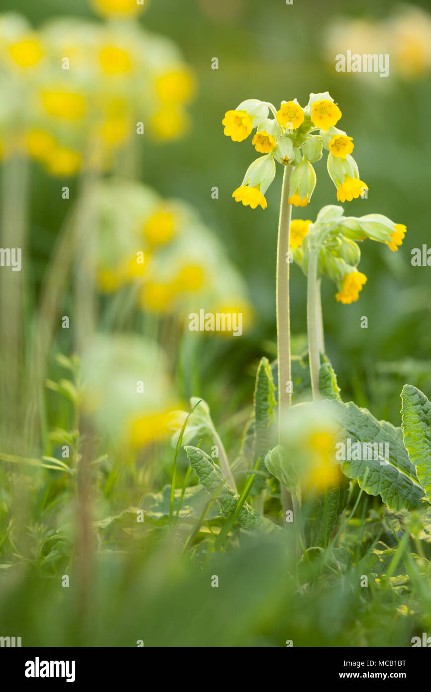 Saxby, UK 14 aprile 2018 primi segni di primavera. Cowslip comune (Primula veris) in Brightwater giardini, Saxby, Lincolnshire, Regno Unito. Il 14 aprile 2018. Credito: LEE BEEL/Alamy Live News Foto Stock