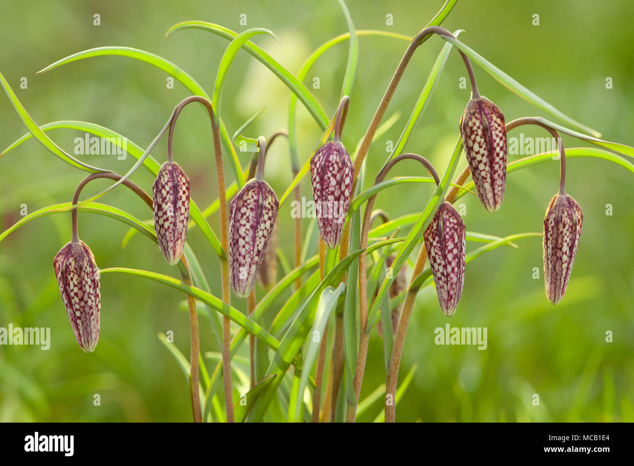 Saxby, UK 14 aprile 2018 primi segni di primavera. Snake head fritillary (Fritillaria meleagris) in Brightwater giardini, Saxby, Lincolnshire, Regno Unito. Il 14 aprile 2018. Credito: LEE BEEL/Alamy Live News Foto Stock