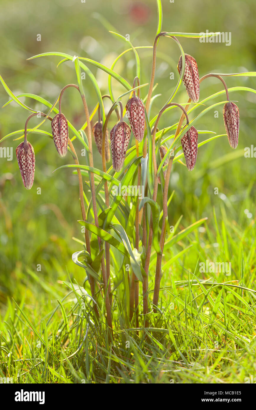 Saxby, UK 14 aprile 2018 primi segni di primavera. Snake head fritillary (Fritillaria meleagris) in Brightwater giardini, Saxby, Lincolnshire, Regno Unito. Il 14 aprile 2018. Credito: LEE BEEL/Alamy Live News Foto Stock