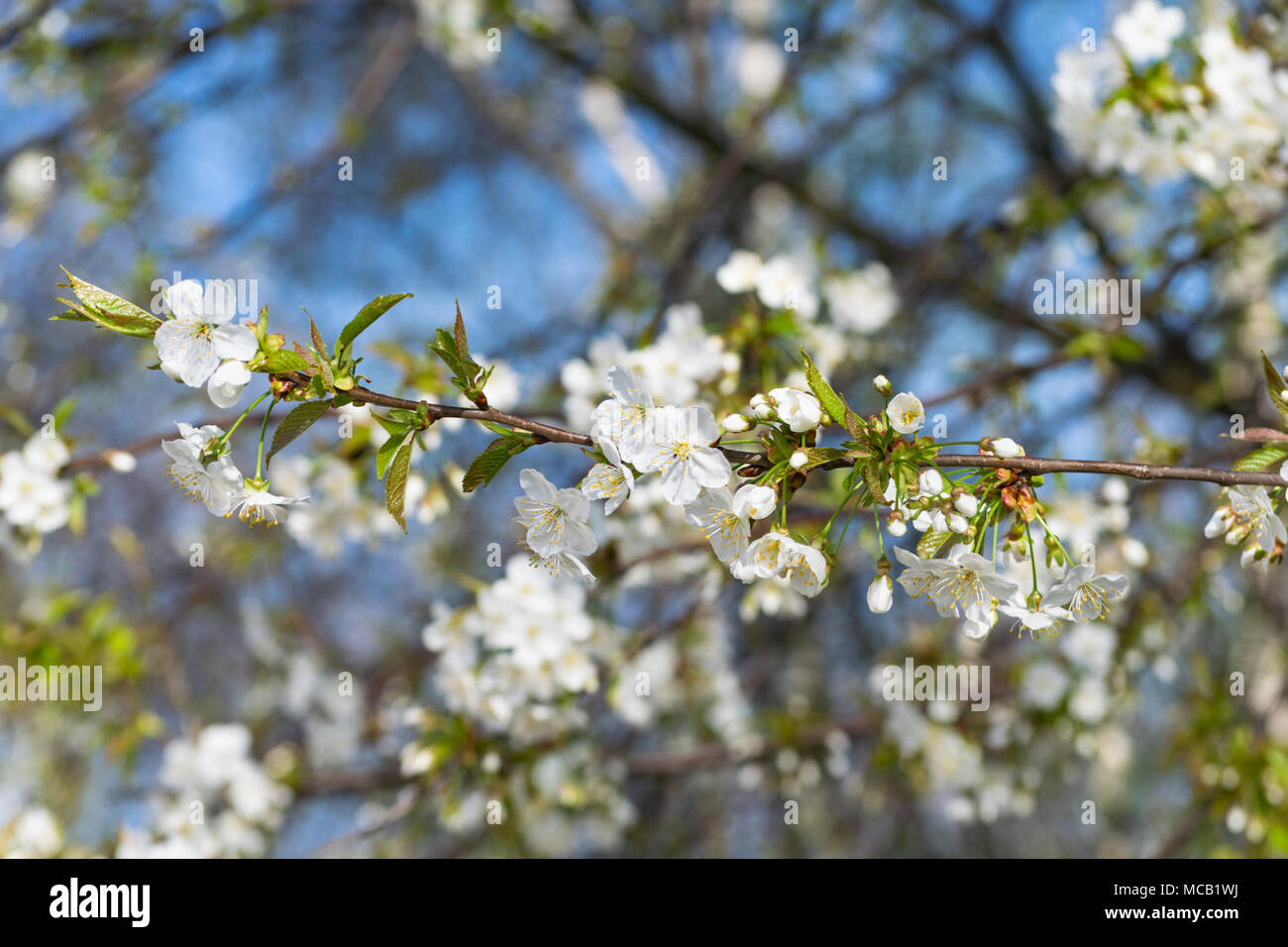 Głębowice, Polonia. Il 15 aprile 2018. Ciliegio (Prunus avium L.). Un'altra bella e soleggiata giornata di primavera. Natura giunge rapidamente alla vita. Credito: w124merc / Alamy Live News Foto Stock