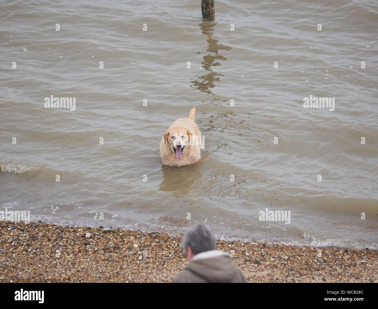 Sheerness, Kent, Regno Unito. Il 15 aprile, 2018. Regno Unito: Meteo una nebbiosa/mattinata nebbiosa in Sheerness. Credito: James Bell/Alamy Live News Foto Stock