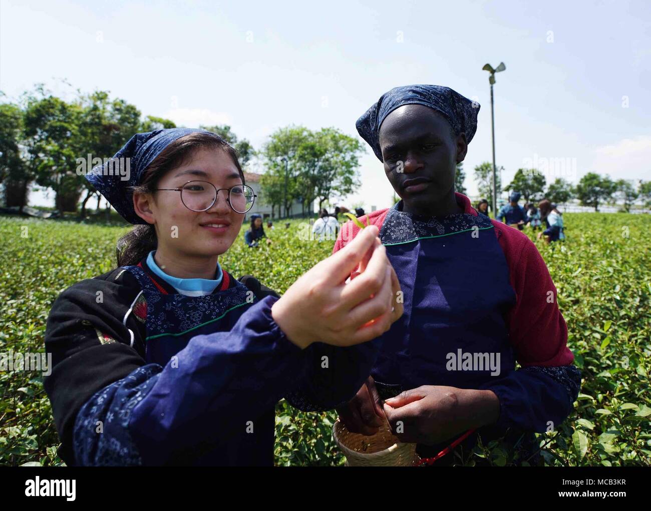 Jurong, cinese della provincia di Jiangsu. Xv Apr, 2018. Agli studenti di scegliere le foglie di tè in un parco di tè in Jurong della città di Zhenjiang, est cinese della provincia di Jiangsu, 15 aprile 2018. Gli studenti stranieri di Jiangsu Vocational College di agricoltura e silvicoltura imparato la cultura del tè in the park di domenica. Credito: Ji Chunpeng/Xinhua/Alamy Live News Foto Stock