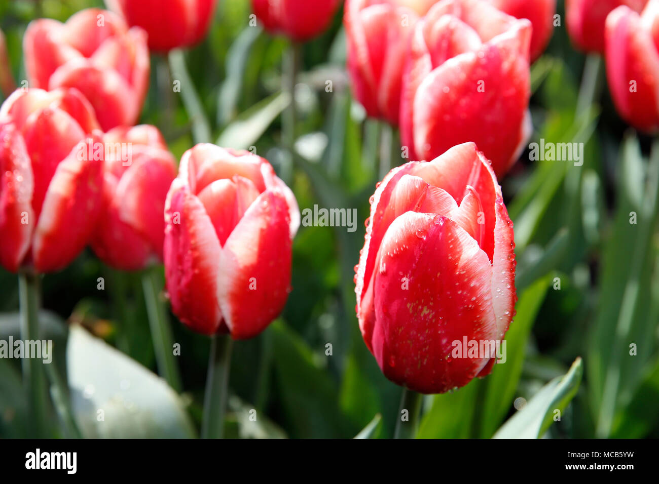 Bruxelles, Belgio. Xv Apr, 2018. I fiori sono visti al Castello di Groot-Bijgaarden nella periferia di Bruxelles, Belgio, 15 aprile 2018. Il castello, che è piantato da oltre 1,7 milioni di piante di fiori, sarà aperta al pubblico dal 6 Aprile al 6 maggio. Credito: Voi Pingfan/Xinhua/Alamy Live News Foto Stock