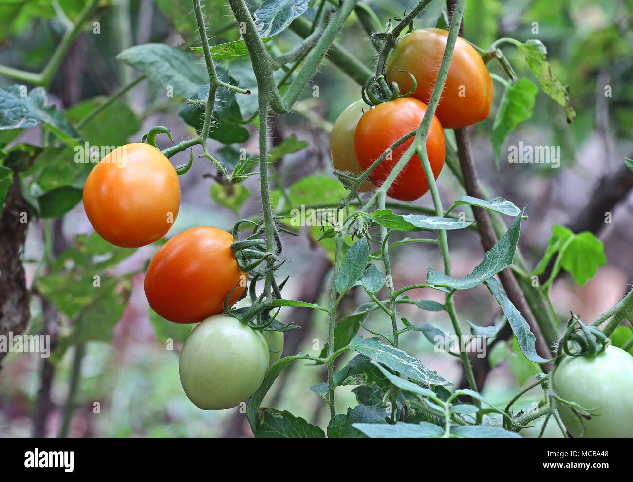 Mature e frutti immaturi frutti di pomodoro che crescono in piante in cortile giardino cucina in Kerala, India Foto Stock