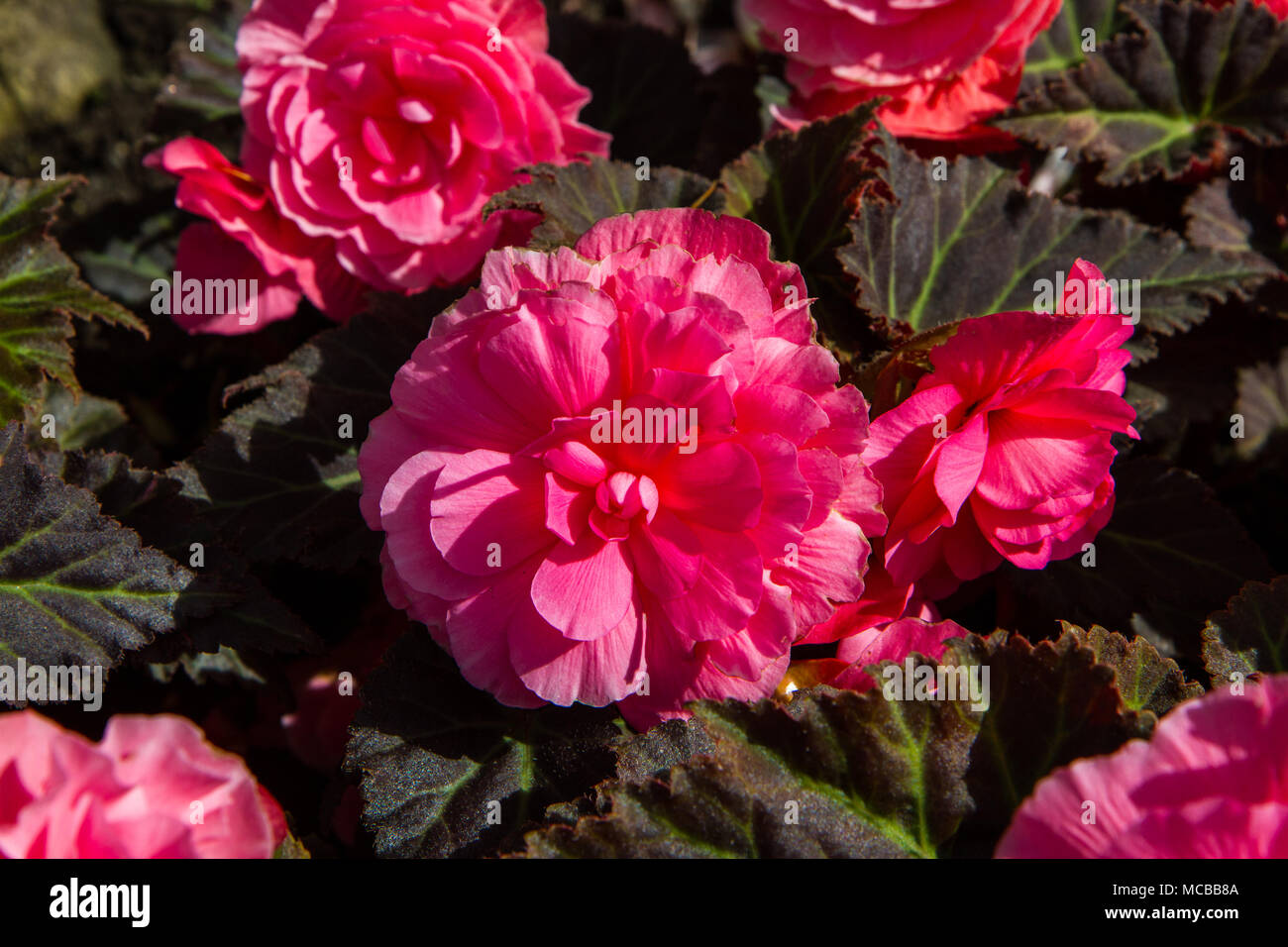 Foglia di borgogna begonie con fiori di colore rosa closeup Foto Stock