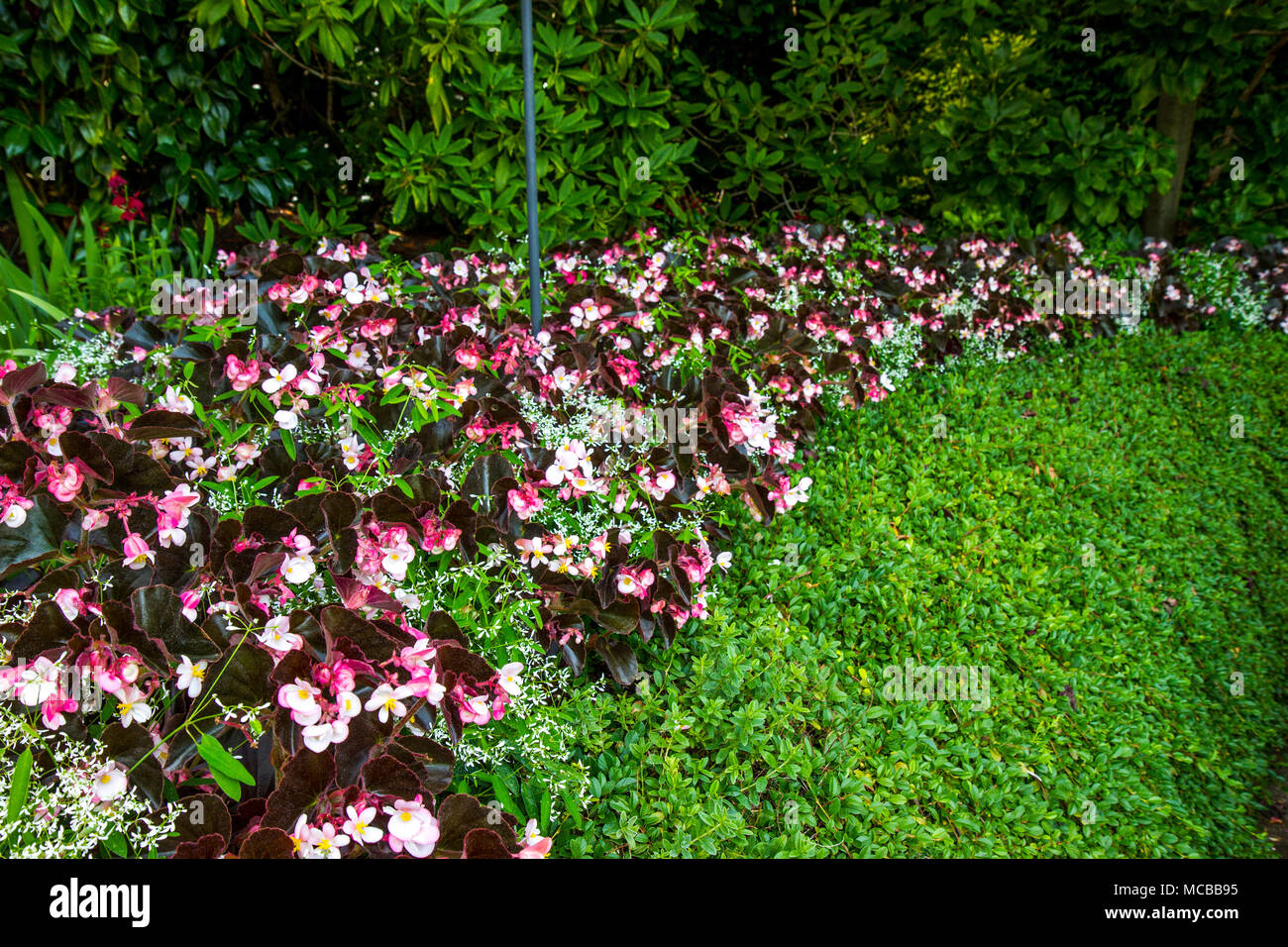 La Borgogna e rosa begonia border, bordato con verde Foto Stock