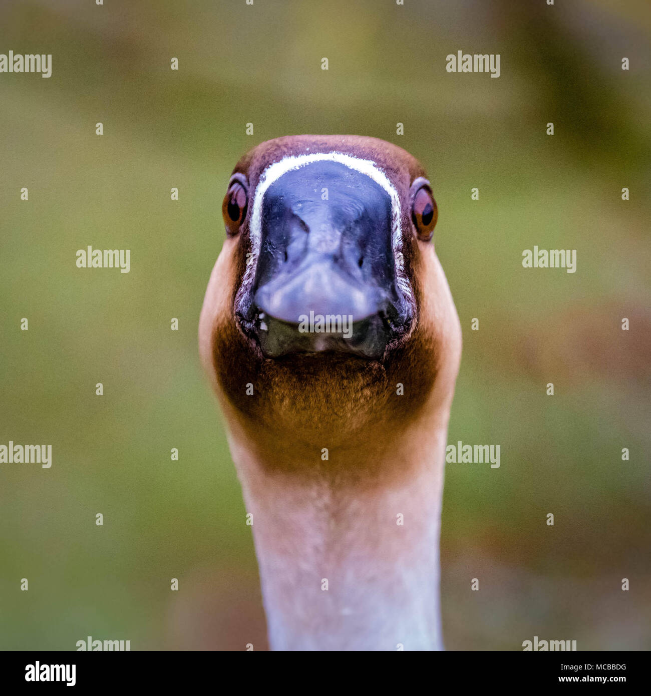 Colpo alla testa di un cigno goose di guardare direttamente la fotocamera Foto Stock