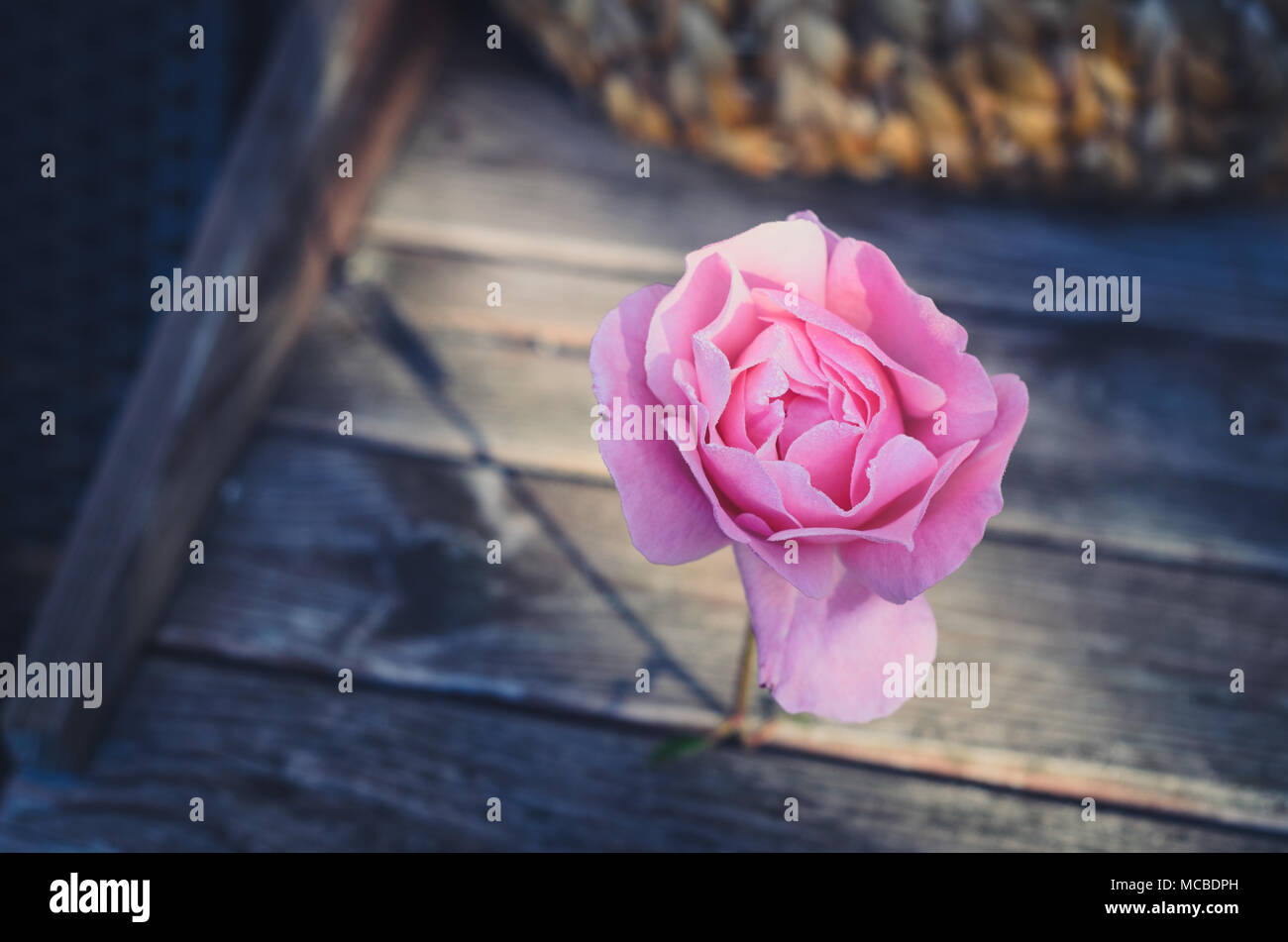 Rosa nella luce del mattino con rugiada su petali Foto Stock