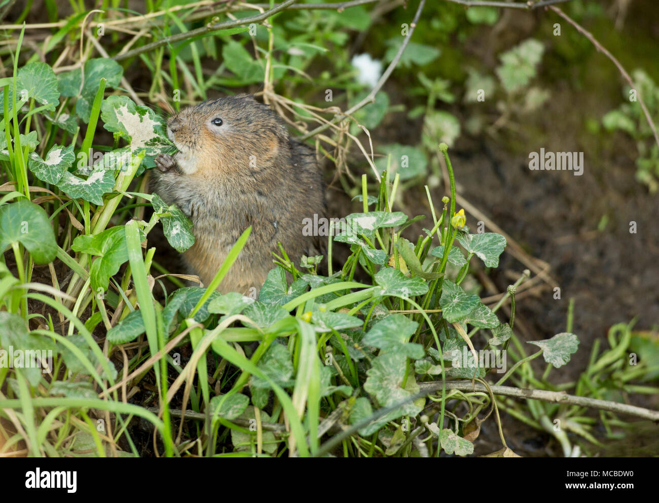 Un selvaggio, non-captive European water vole, Arvicola amphibius, in primavera la luce della sera del 14 aprile 2018. Il vole è stato alimentazione su erbe e minore Foto Stock