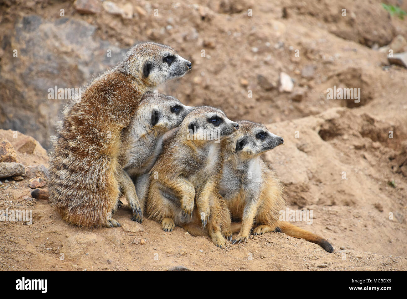 Close up ritratto della famiglia di meerkat guardando lontano Foto Stock