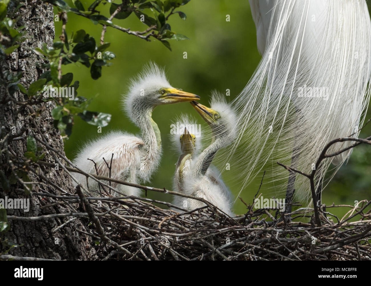 Airone bianco maggiore in Florida Foto Stock