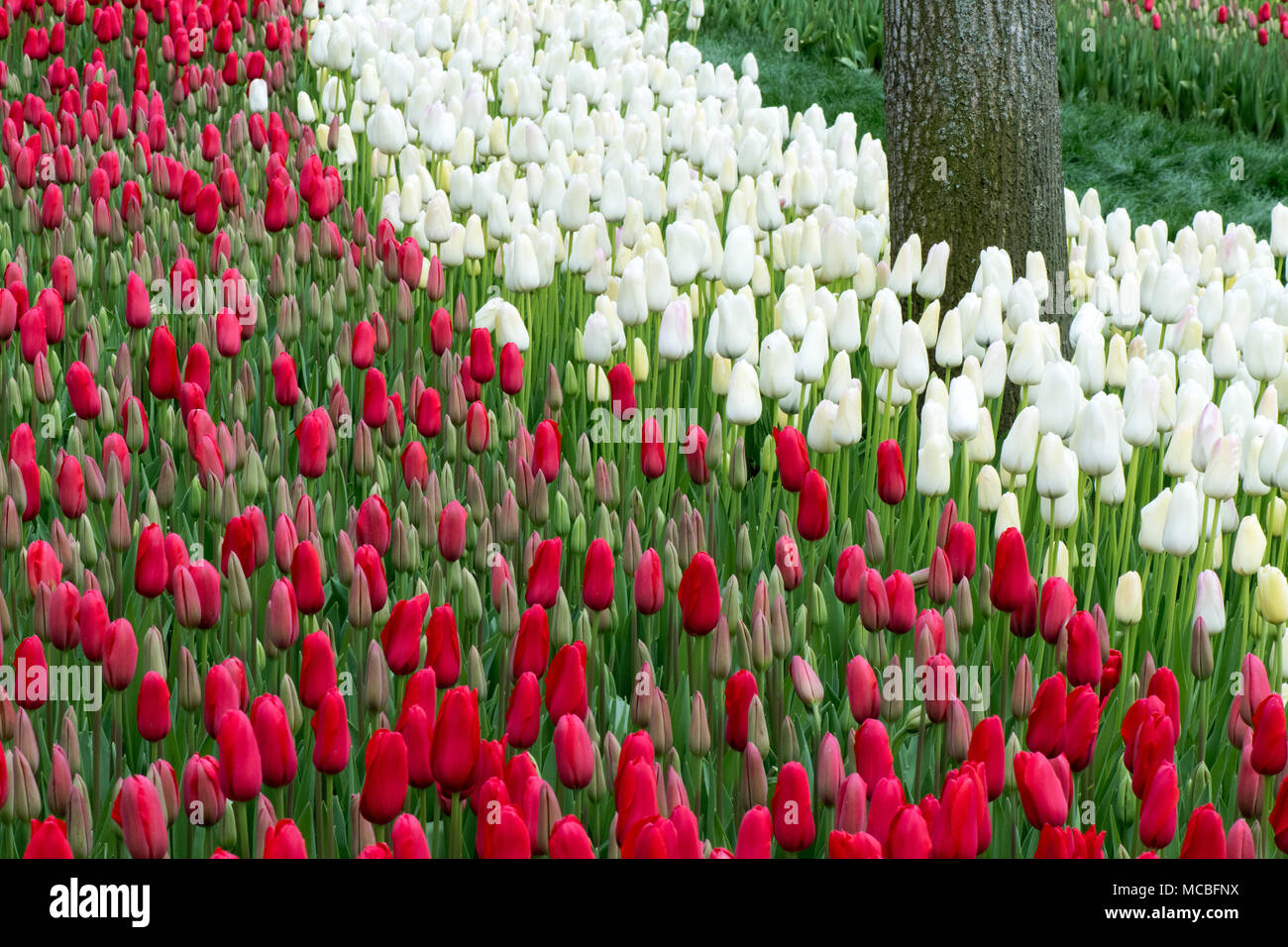 Il bianco e il rosso l tulipani a molla,nel giardino della natura,parco Emirgan,Istanbul Foto Stock