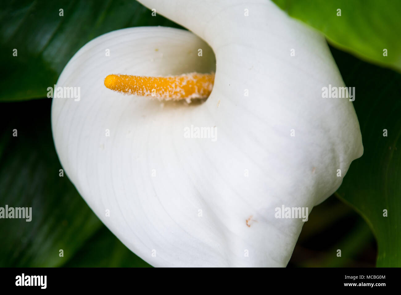 White petali di fiori vicino fino a motivi floreali immagine a molla Foto Stock
