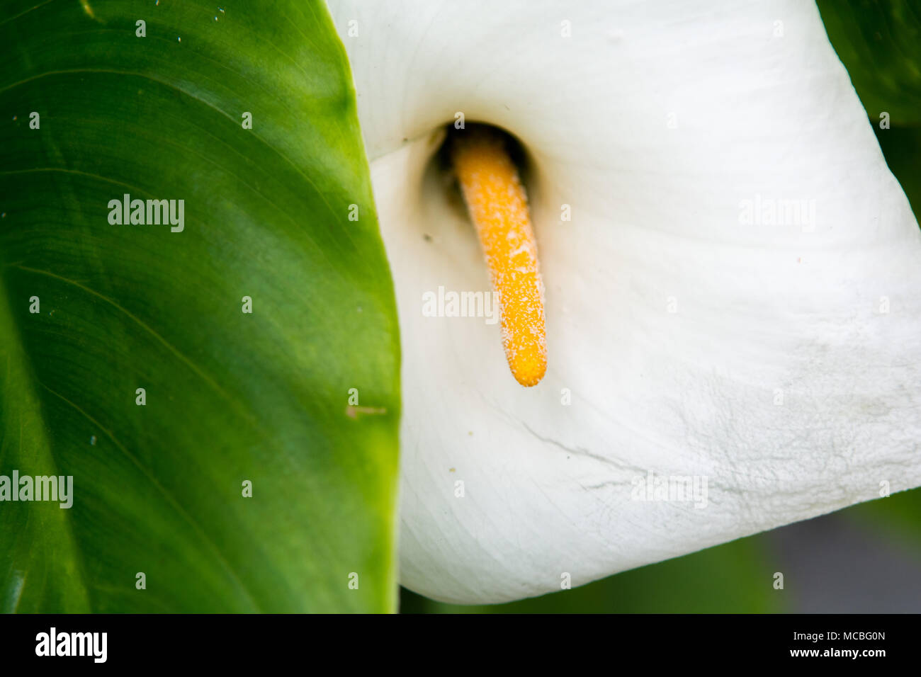 White petali di fiori vicino fino a motivi floreali immagine a molla Foto Stock