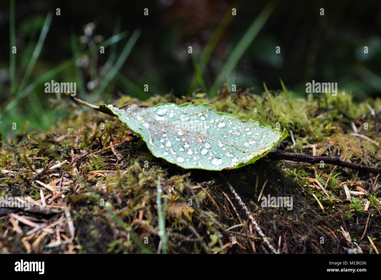 Caduto foglie le catture gocce di rugiada sul pavimento di muschio della Foresta Pluviale di Ho, il Parco Nazionale di Olympic WASHINGTON, STATI UNITI D'AMERICA Foto Stock