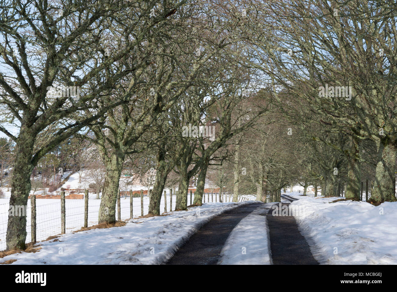 Una coperta di neve viale alberato vicino a Ballater sulla Royal Deeside su una giornata invernale e Foto Stock
