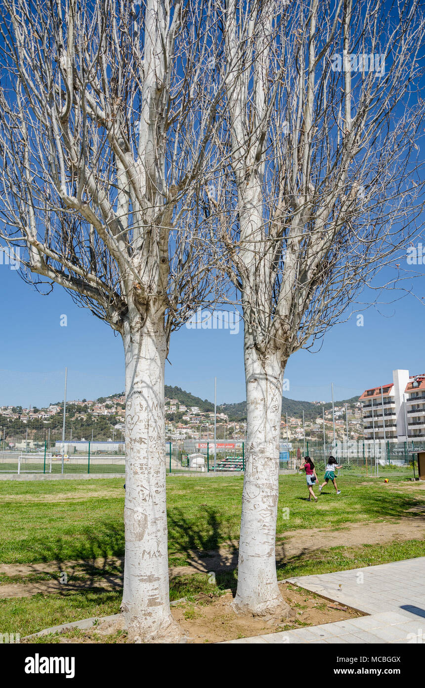 Persone che hanno scolpito i loro nomi e simboli in tronchi di alberi a lato della strada a Santa Susanna, Spagna. Foto Stock