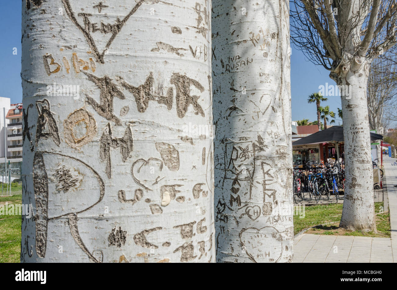 Persone che hanno scolpito i loro nomi e simboli in tronchi di alberi a lato della strada a Santa Susanna, Spagna. Foto Stock