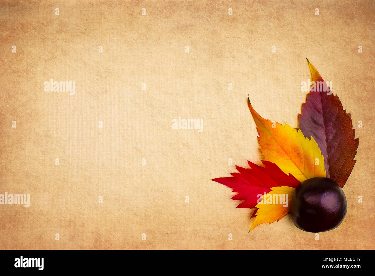 Colori d'autunno foglie di castagno e su una carta a trama grunge background. Foto Stock