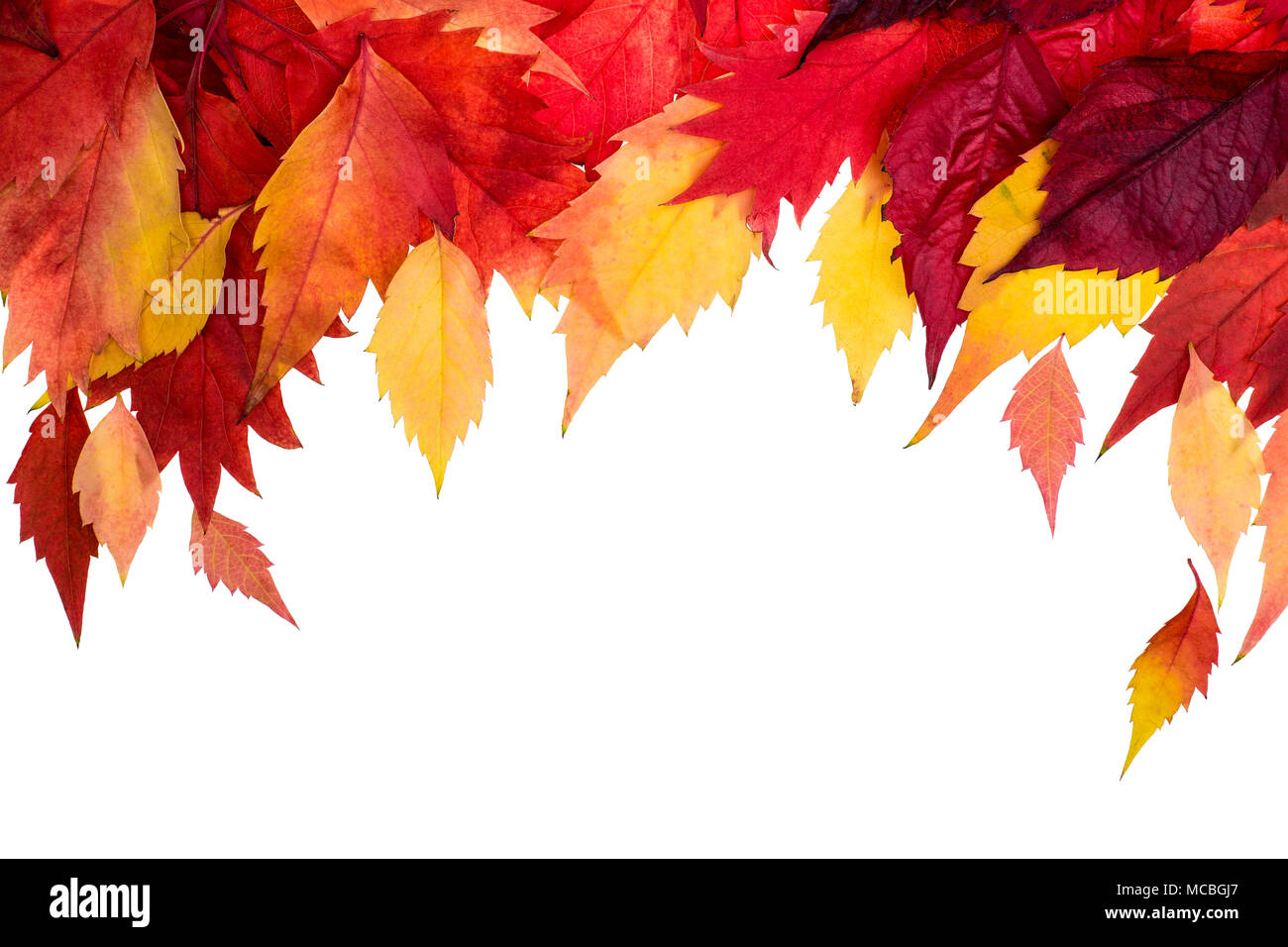 Colorato Foglie di autunno confine isolato su bianco. Foto Stock