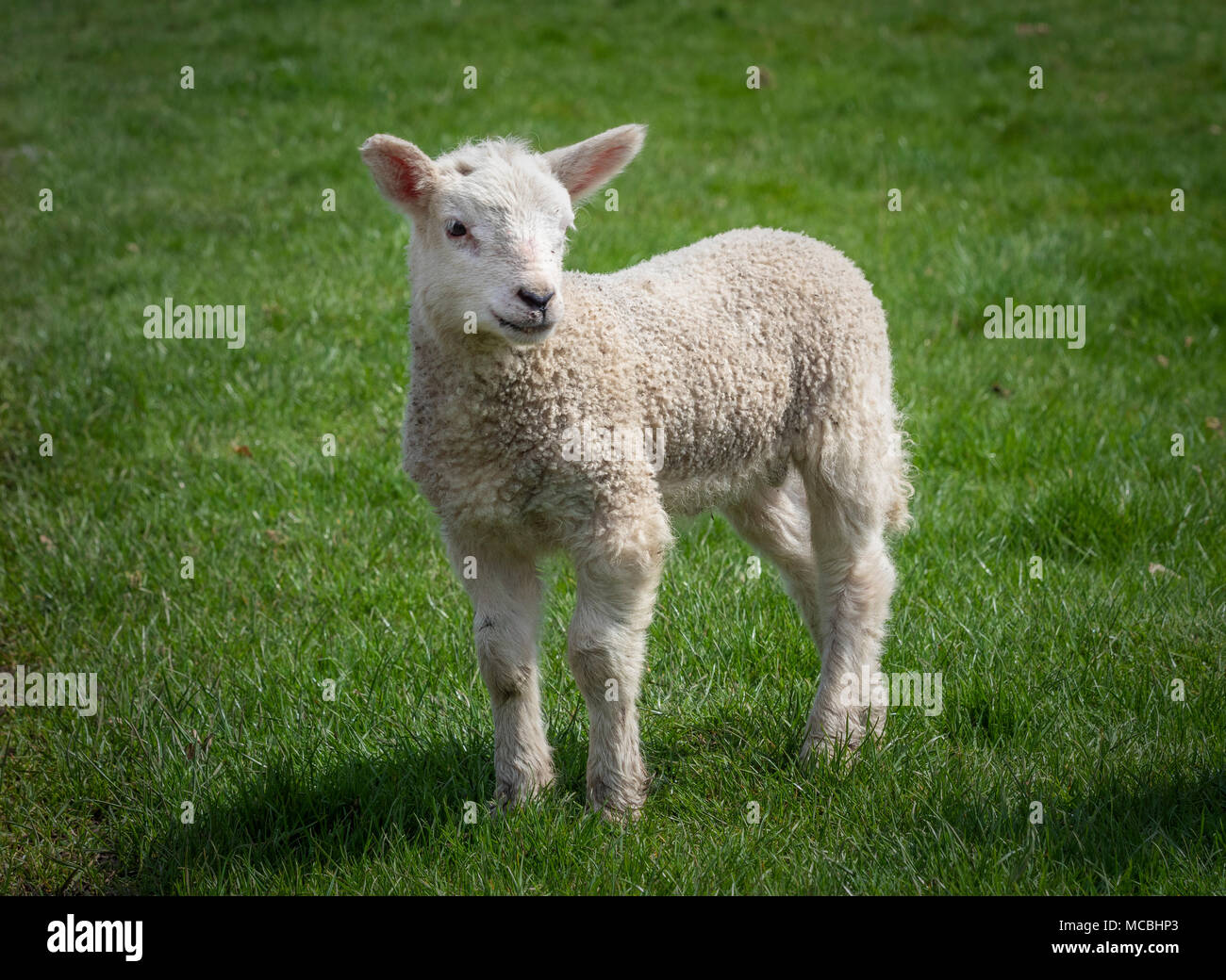 Unico agnello in piedi nel campo Foto Stock