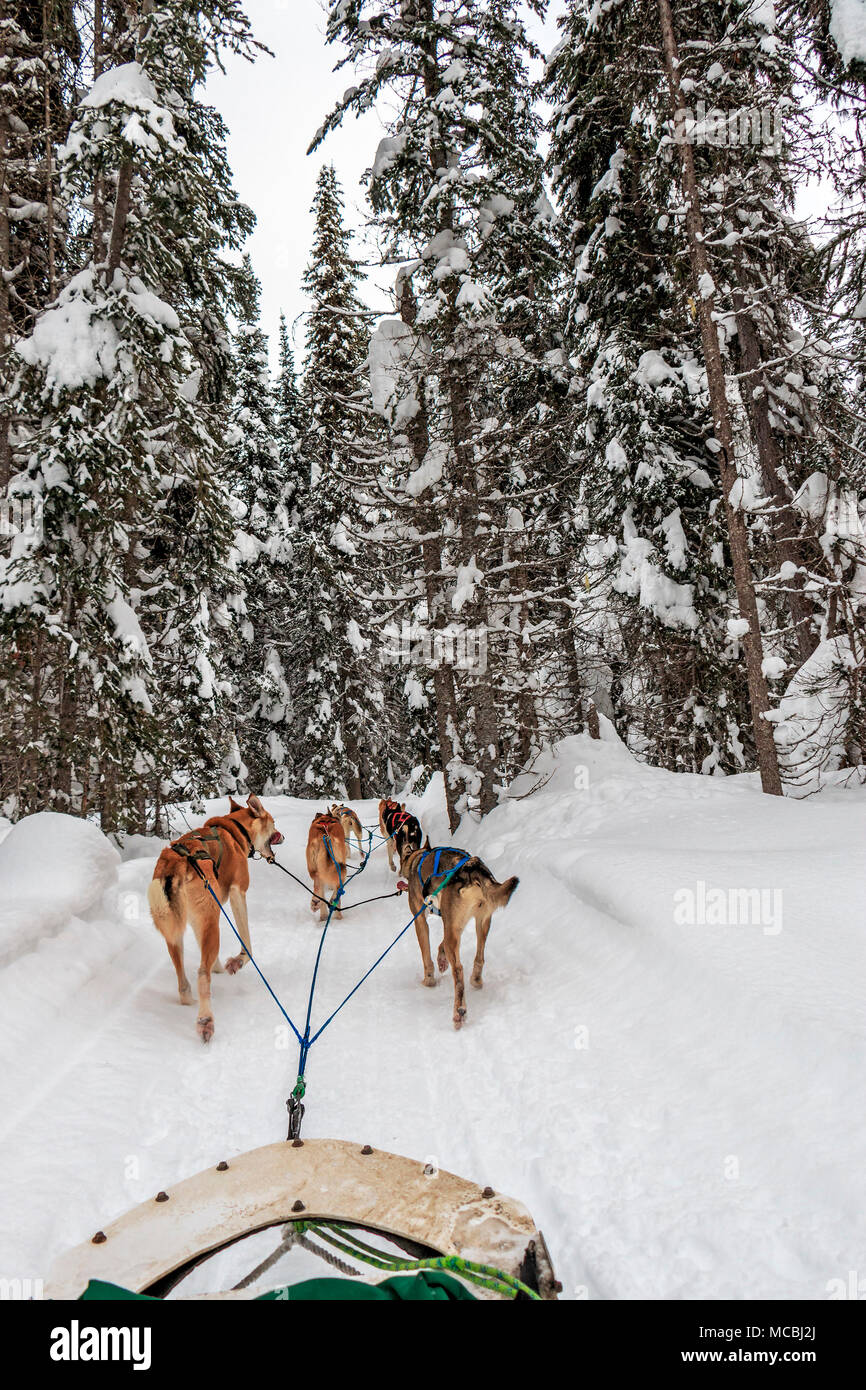 Cani da slitta tour con uomo a bordo di una slitta trainata da cani avventure a picchi di Sun Resort in British Columbia, Canada. Gli ospiti giro in slitta trainata da cani. E hanno dato la possibilità di guidare la slitta durante la gita. La maggior parte delle slitte trainate da cani non sono Siberian Husky, ma piuttosto sono un frutto della mescolanza di molti cani che sono snella e veloce. L'incroci è chiamato Alaskan Husky. Foto Stock