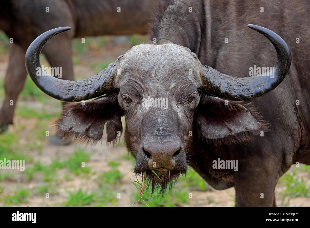 Bufali (Syncerus caffer), Adulto, animale ritratto, Sabi Sand Game Reserve, Kruger National Park, Sud Africa Foto Stock