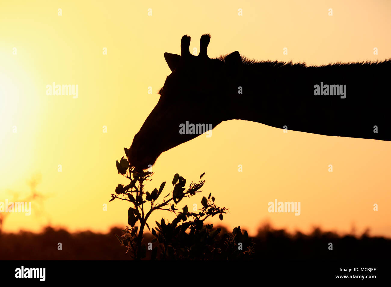 Giraffa meridionale (Giraffa camelopardalis giraffa), Adulto mangiare, animale ritratto, tramonto, silhouette, alimentazione Foto Stock