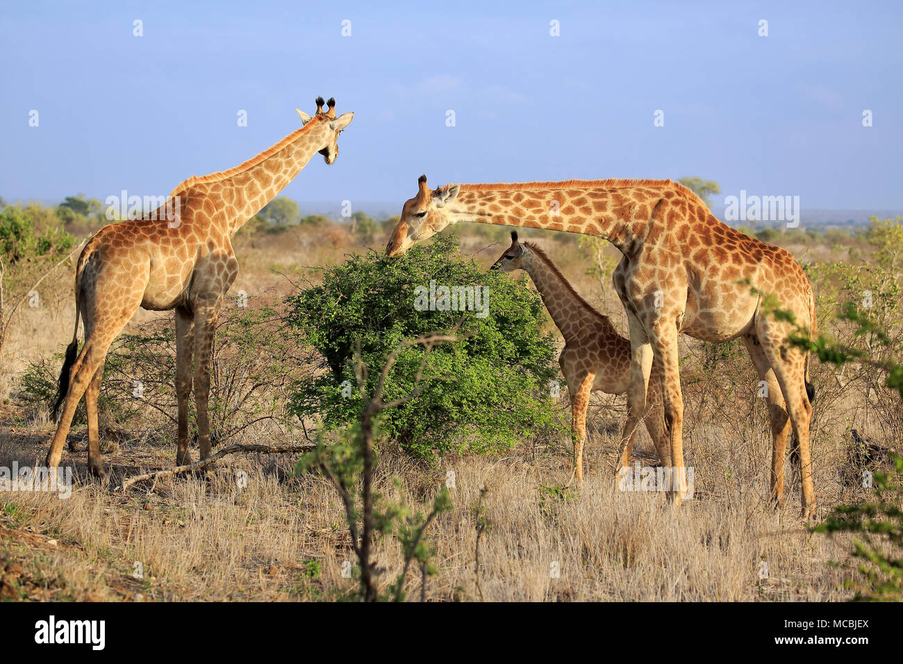 Le giraffe meridionale (Giraffa camelopardalis giraffa), gruppo di adulti con giovani di alimentazione degli animali Parco Nazionale Kruger, Sud Africa Foto Stock