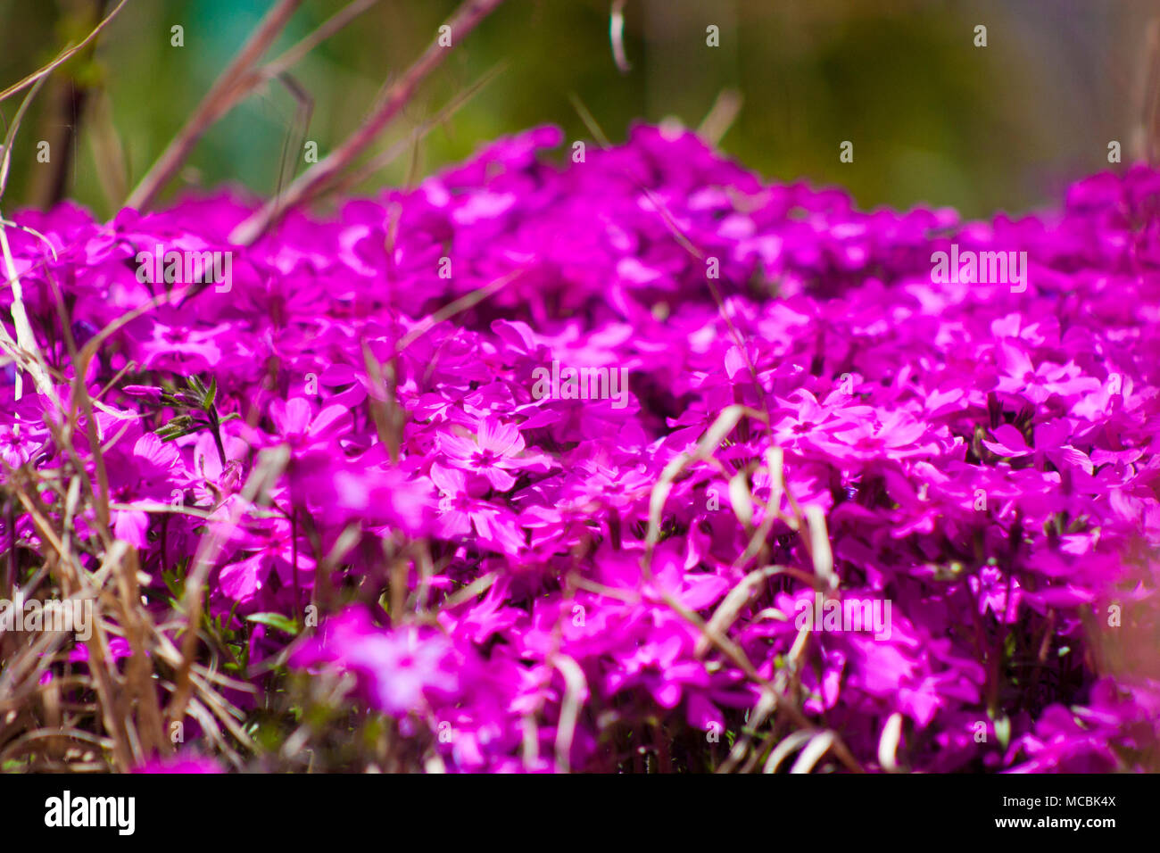 Viola luminoso fiori di primavera Foto Stock