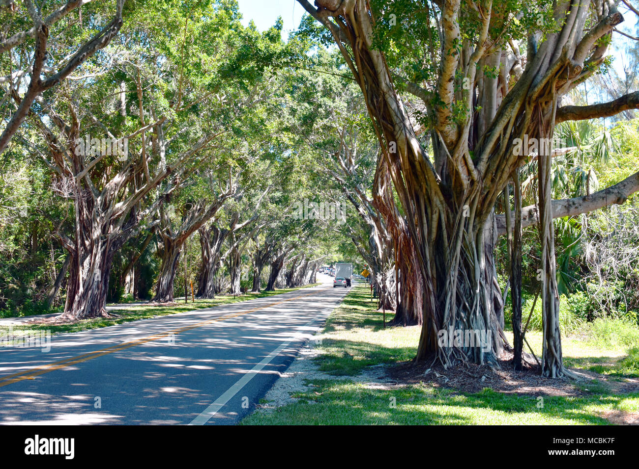 Banyan strada alberata approccio all isola di Jupiter, Florida, Stati Uniti d'America Foto Stock