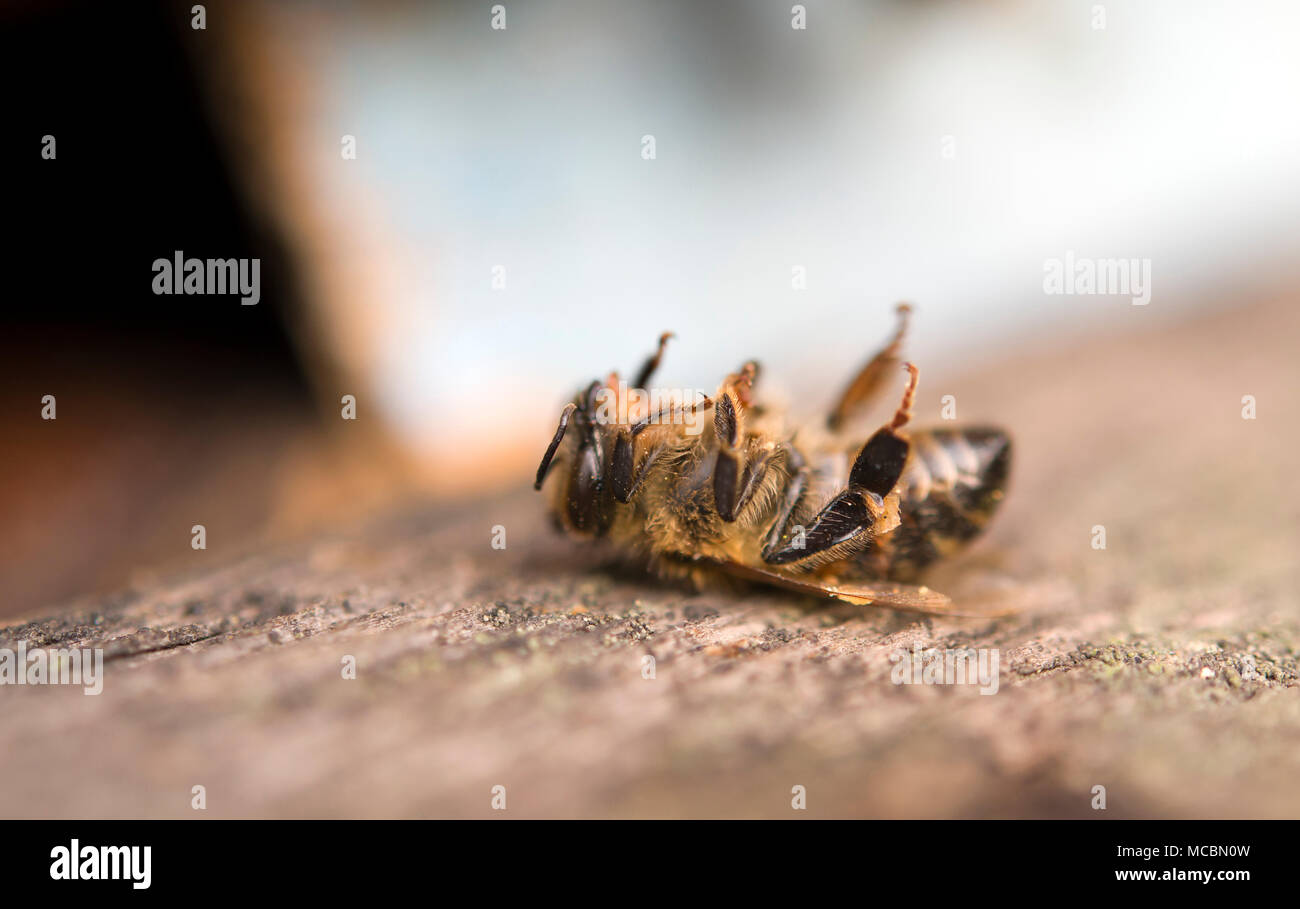 Morto vicino a bee hive Foto Stock