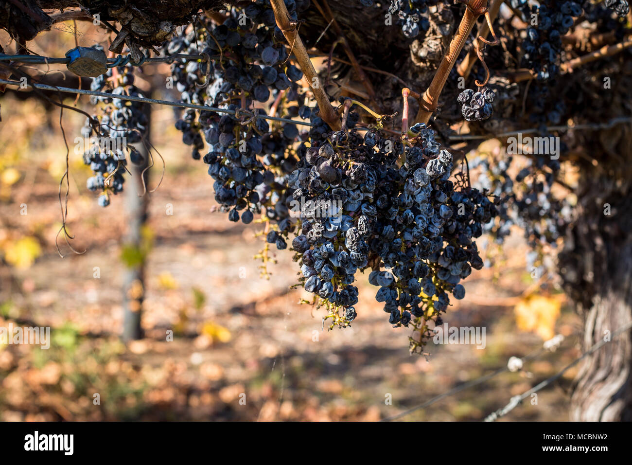 Essiccato fino a grappoli di uva nera sulla vite Foto Stock