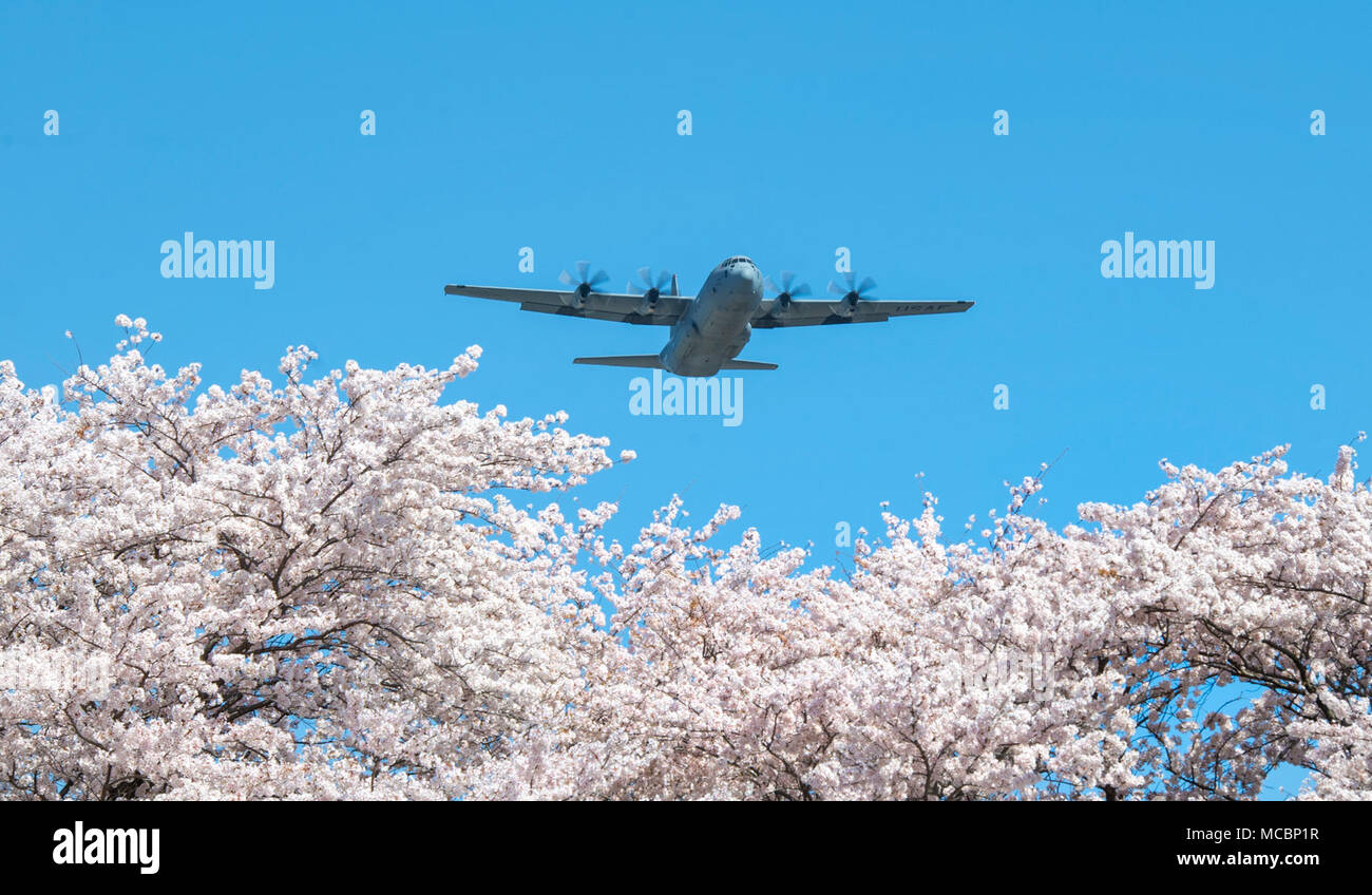 Una forza aerea C-130J Super Hercules assegnato alla XXXVI Airlift Squadron vola sopra Yokota Air Base, Giappone, durante una missione di addestramento, 30 marzo 2018. Gli alberi di Sakura fiorì a Yokota otto giorni prima che lo scorso anno. Foto Stock