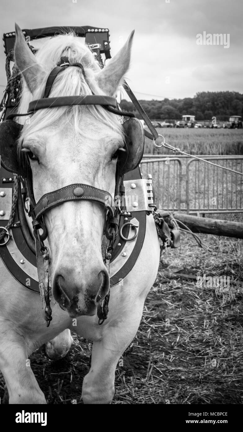 Close-up di cavallo nella briglia Foto Stock