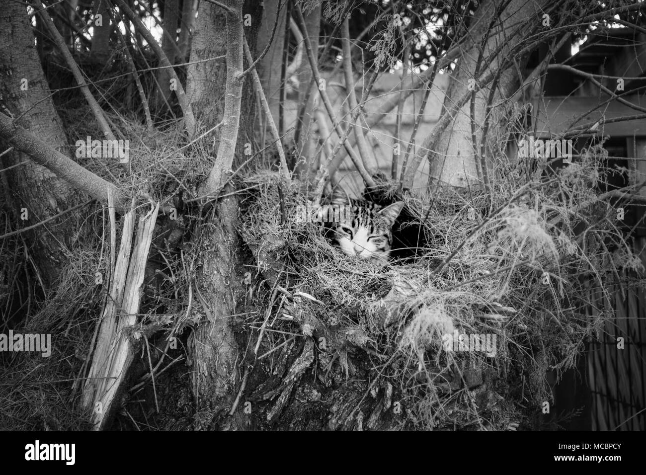 Vista di un gatto nel nido animali guardando la telecamera, Grecia Foto Stock